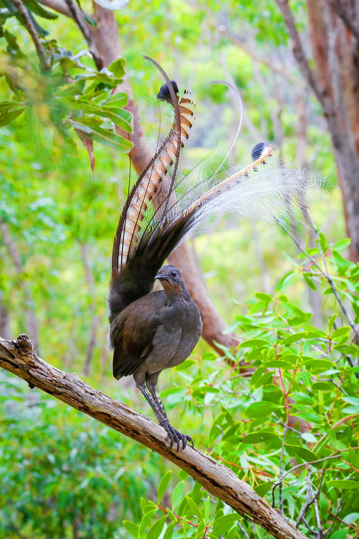 Australia S Most Famous Songbird Lyrebird Its Complex Song Can Have As Many As Different Bird Sounds As Well As Sounds From The Environment Such As Electronic Toys Camera Shutters Squeaky Doors