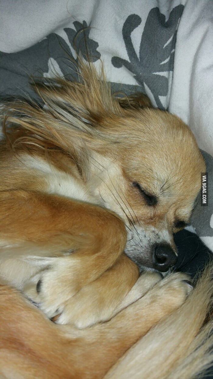 my-dog-turn-to-rabbit-mode-when-sleep-9gag