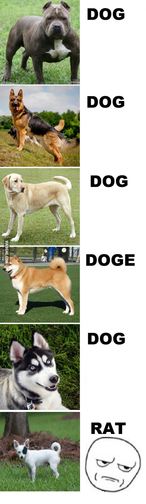 How I see dogs - 9GAG