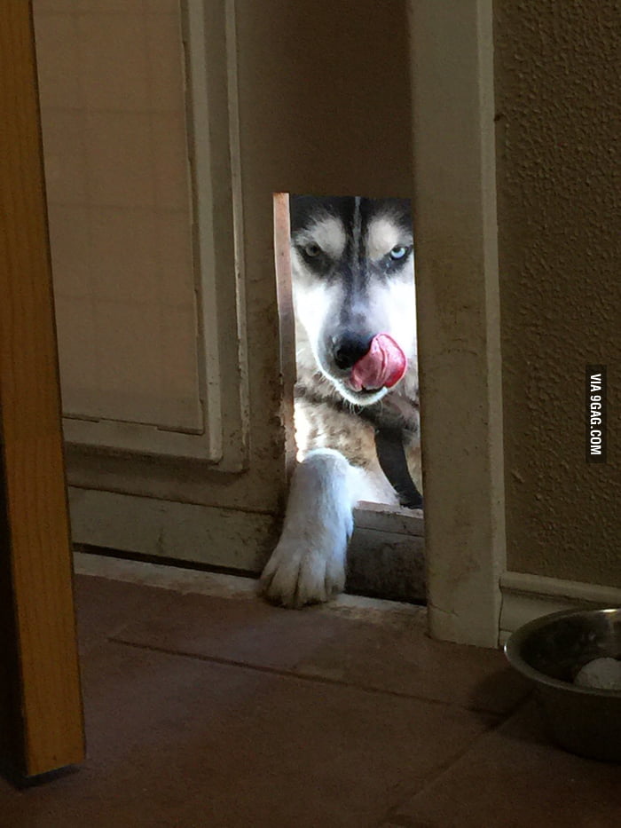 How my dog waits to be fed in the morning... 9GAG