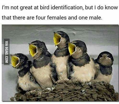 I don't know much about birds but... - 9GAG