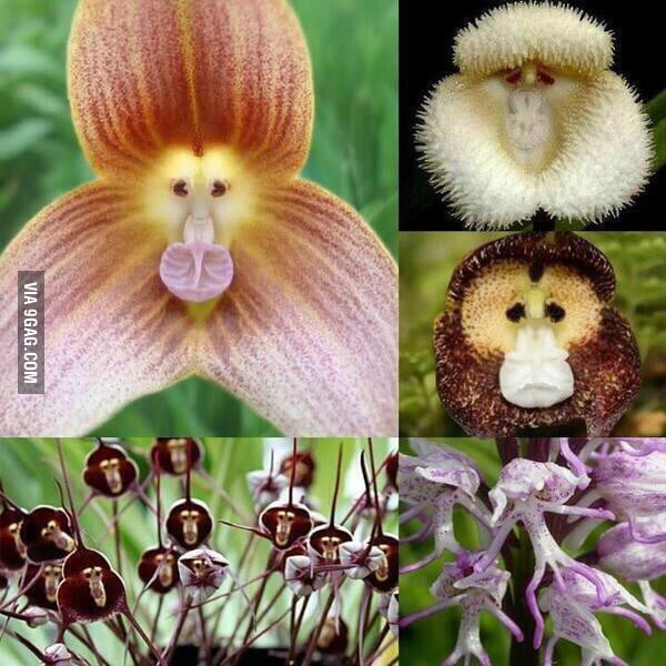 Roses are red violets are blue, ugly monkey flowers are just like you ...