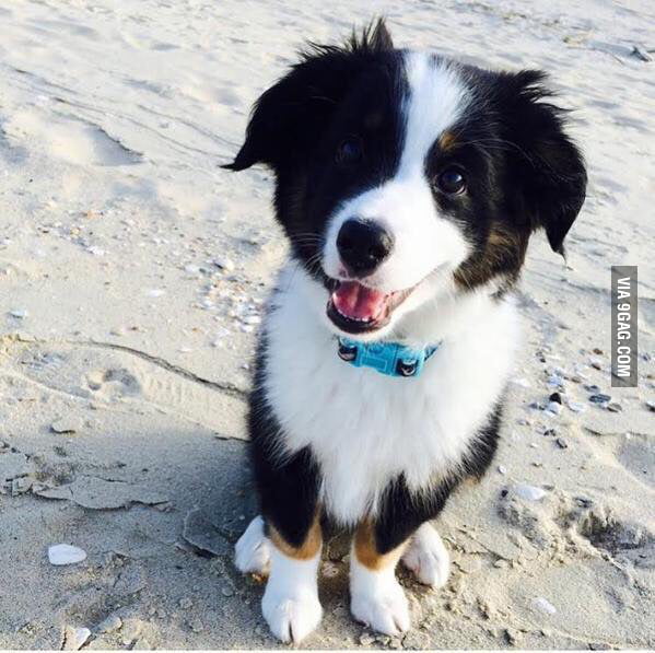 When do we get to play in the water? - 9GAG