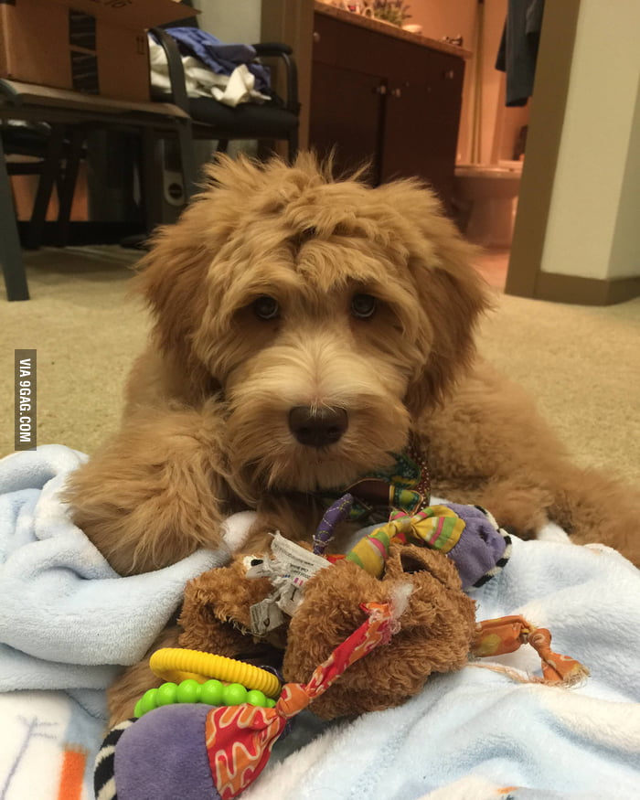 This is how he asks me to play - 9GAG