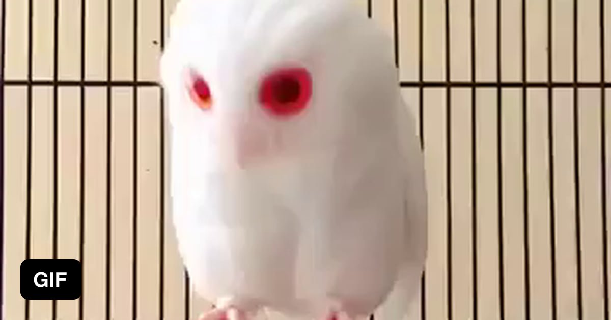 A Tiny Albino Owlet. - 9GAG