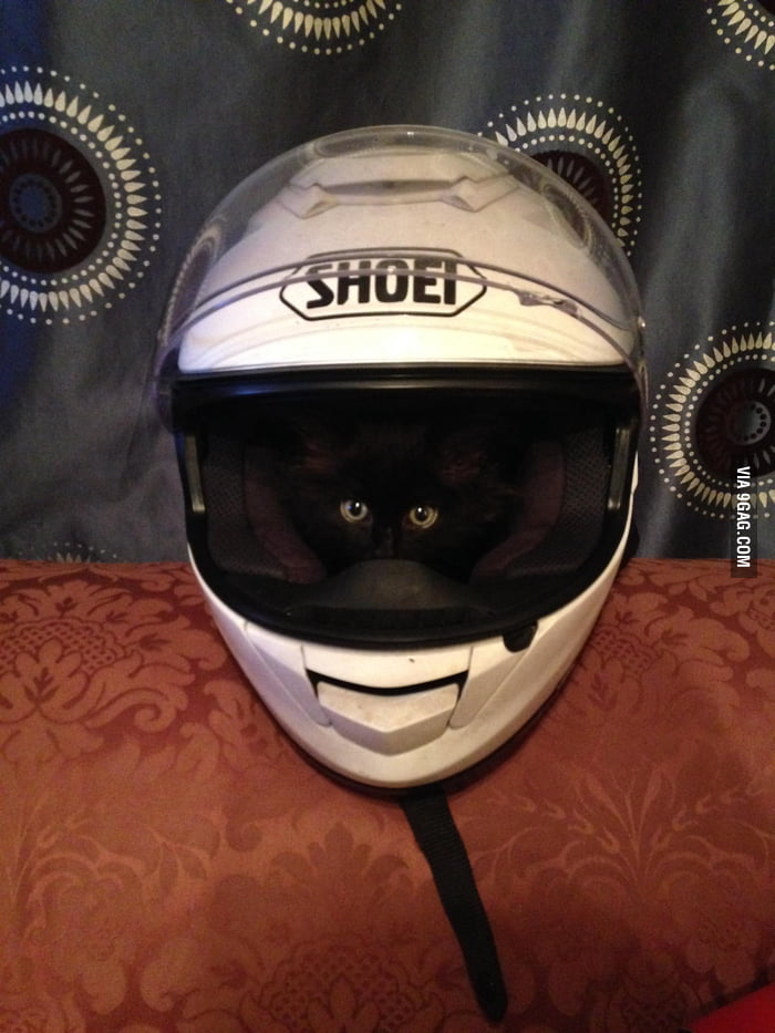 This kitten likes to sleep in this motorbike helmet - 9GAG