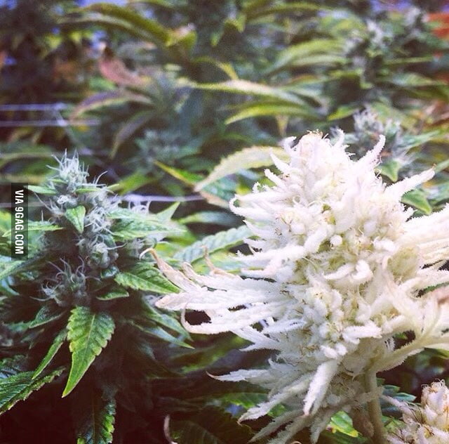 I present to you an albino cannabis plant - 9GAG