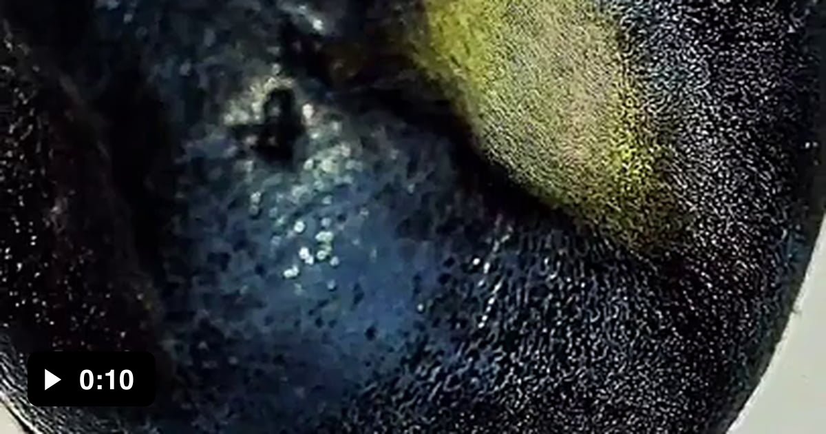 A zoom into the cellular level of a blueberry. - 9GAG