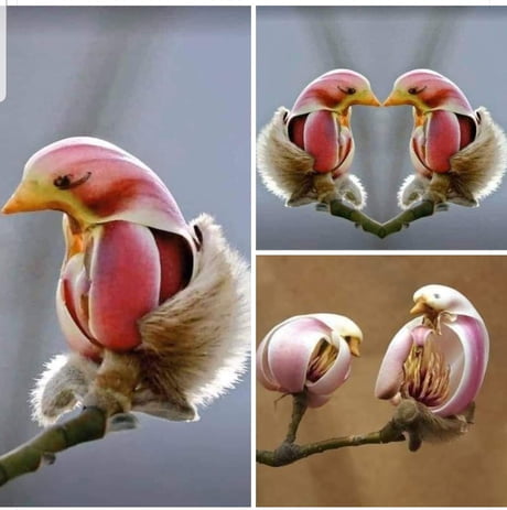 Yulan Magnolia flowers look like birds - 9GAG