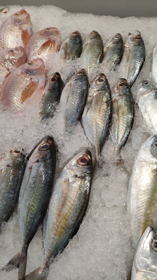 Ikan Uji Rashid - 9GAG