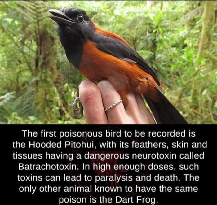 The Hooded Pitohui (pronounced pitohooey) is a songbird found in the