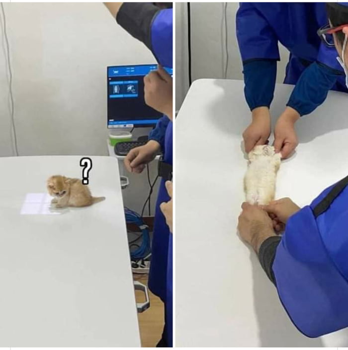 How to take an XRay of a kitten 9GAG