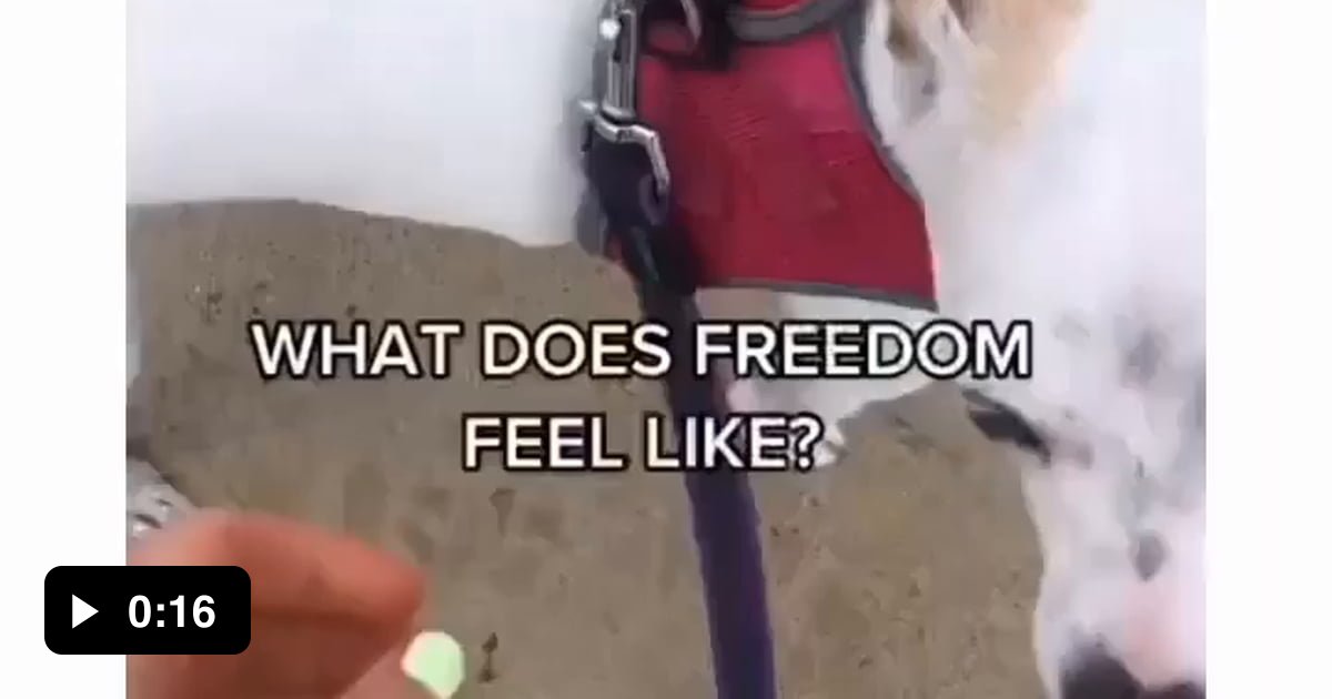 What does freedom feel like 9GAG