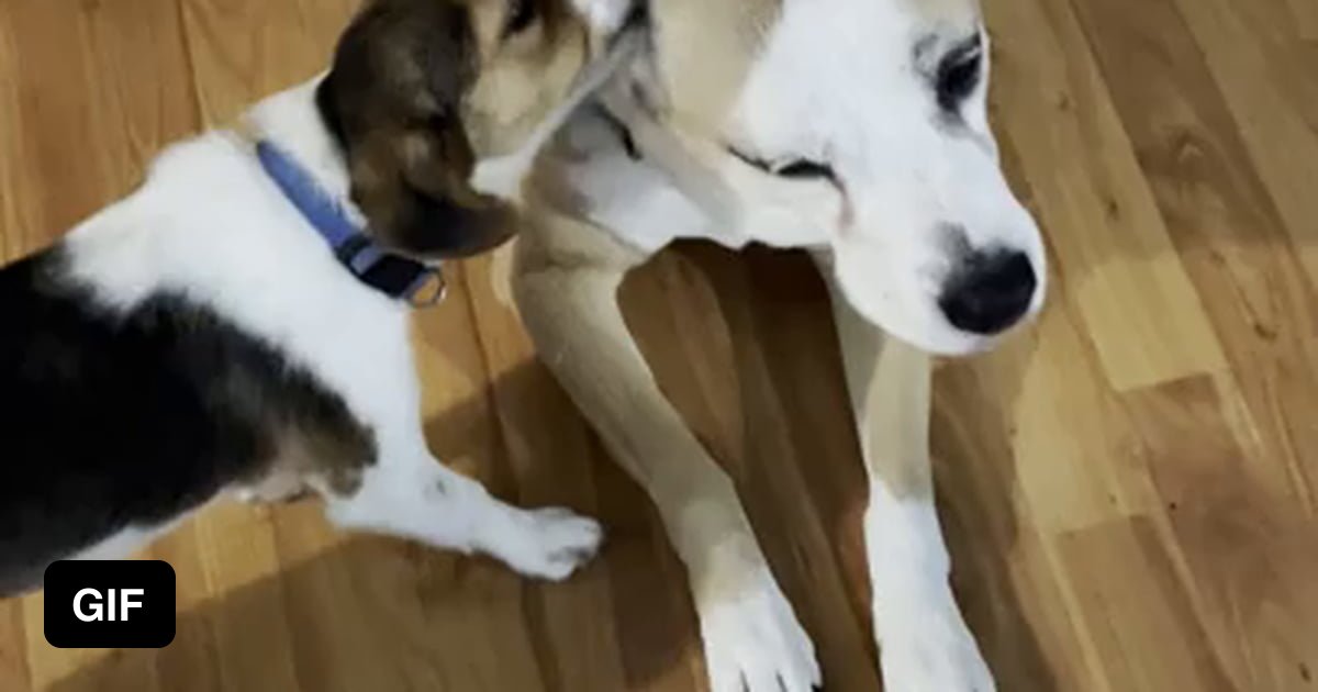 Sometimes your dogs are just gross. 9GAG