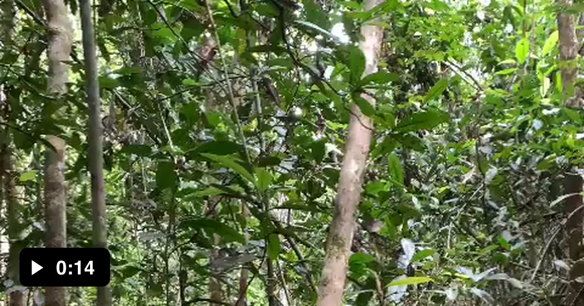 If you ever wonder, this is how a python climbs a tree. This huge