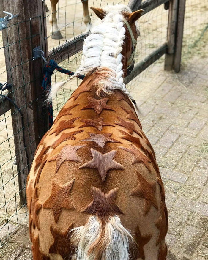 this-horse-9gag