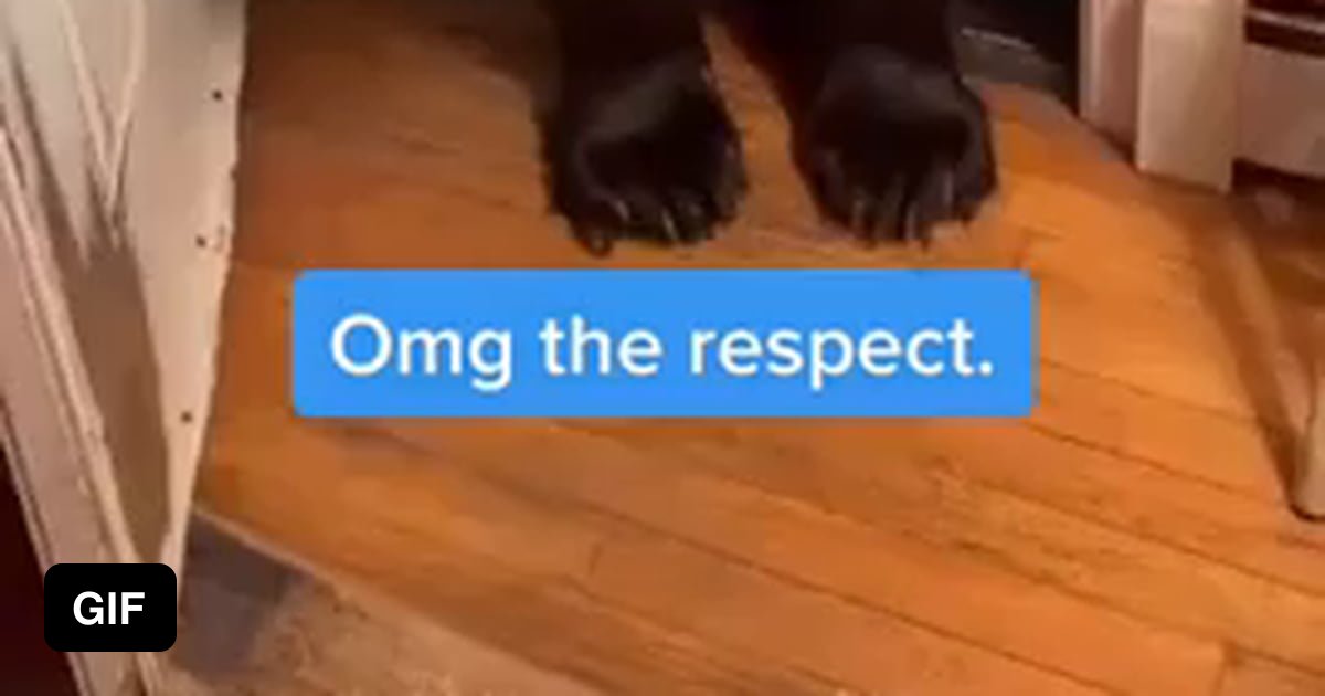 Gentle bear closing the door 9GAG