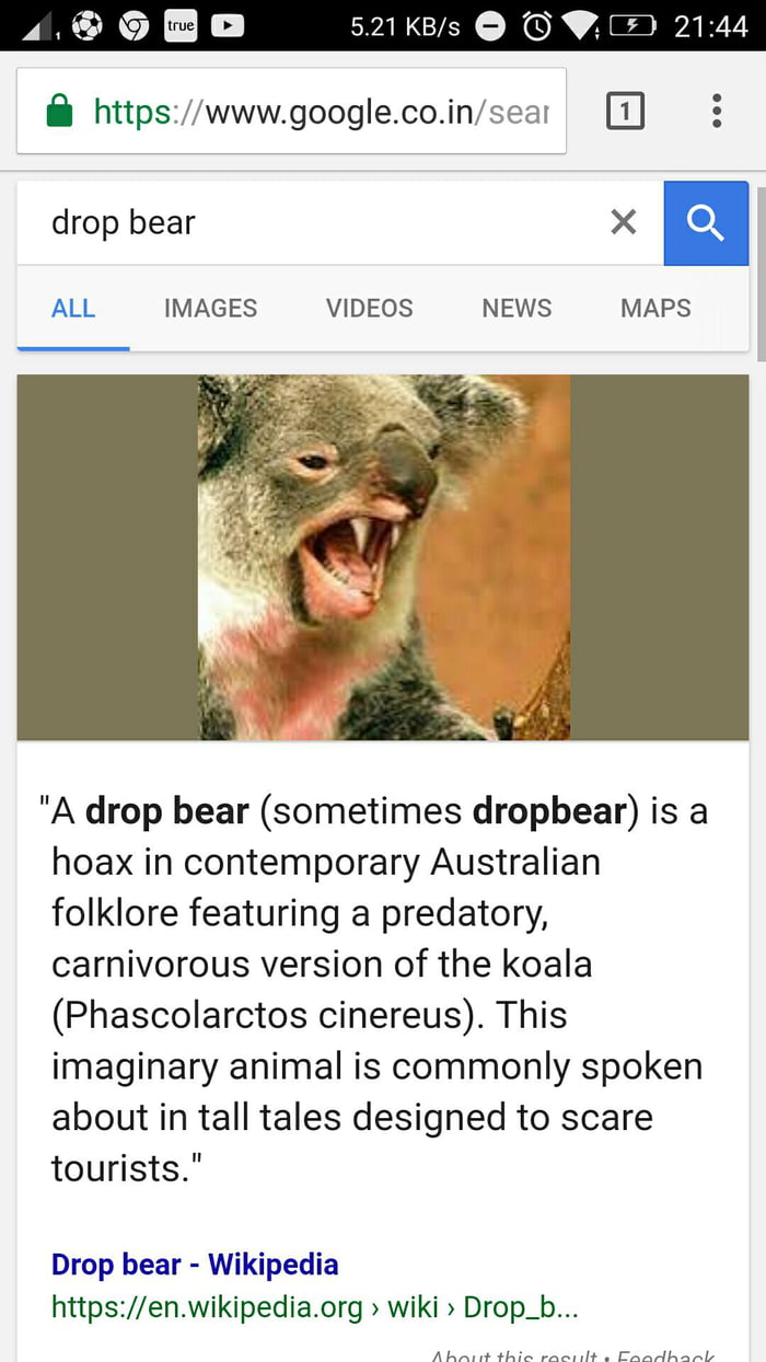 drop bear - Google Search  Funny koala, Koala, Drop bear