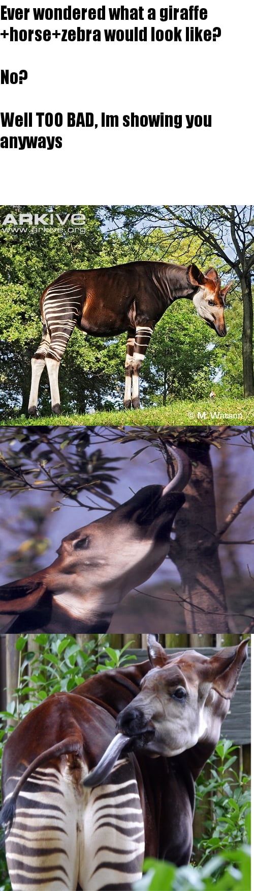 You mess with Okapi... - 9GAG