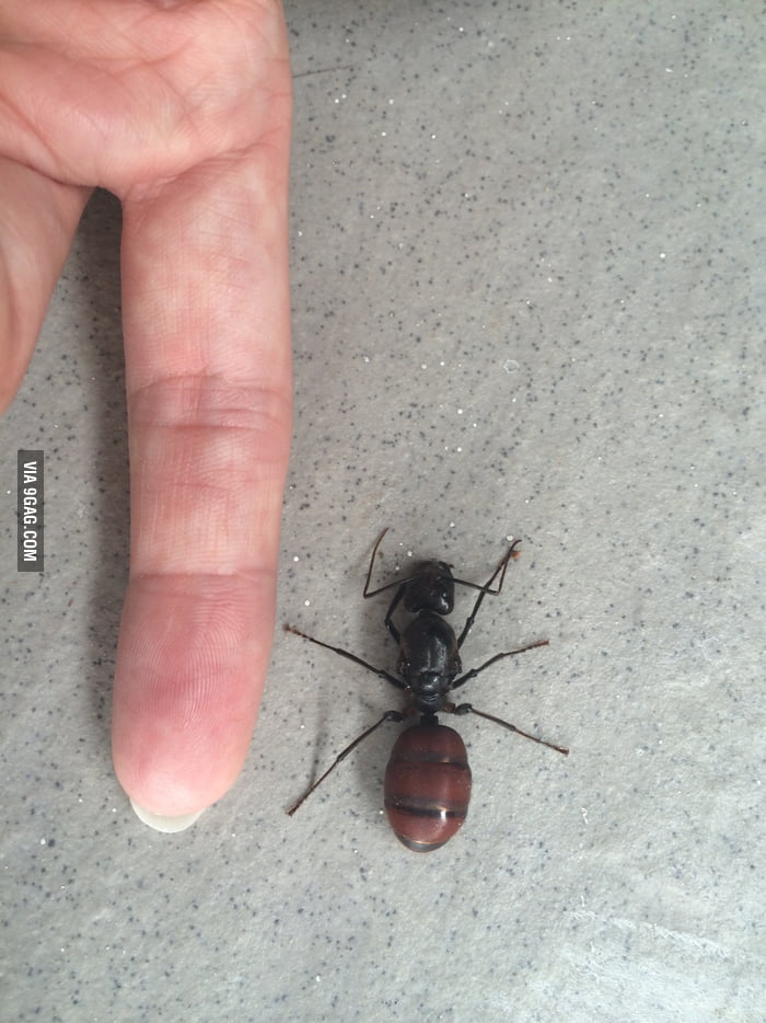 Either my finger very small or just found a very big Ant! - 9GAG