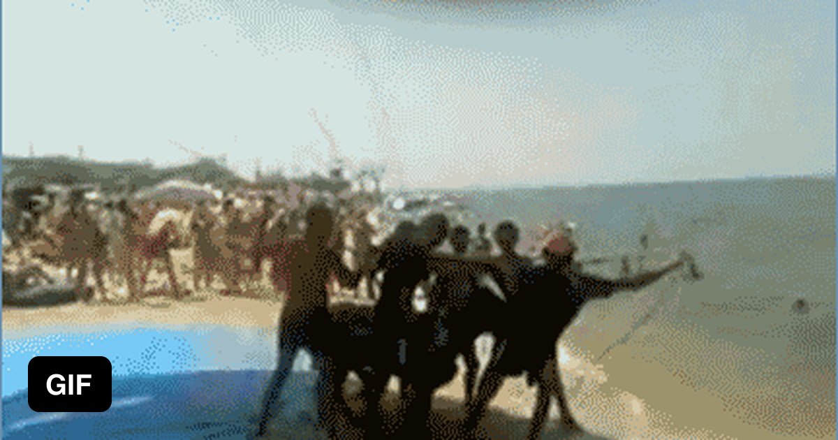 Bachelor Party Donkey Gif