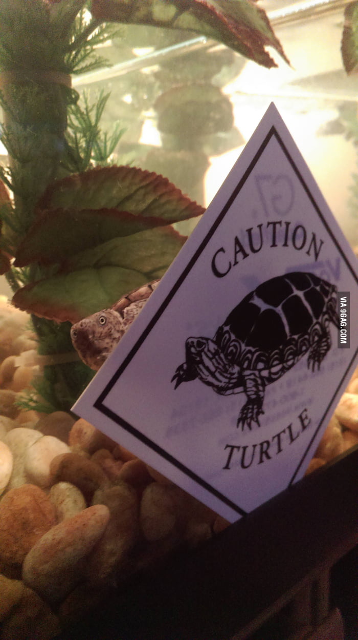 Caution Turtle - 9GAG