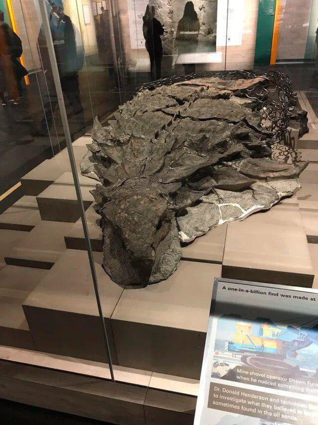 old dinosaur fossils
