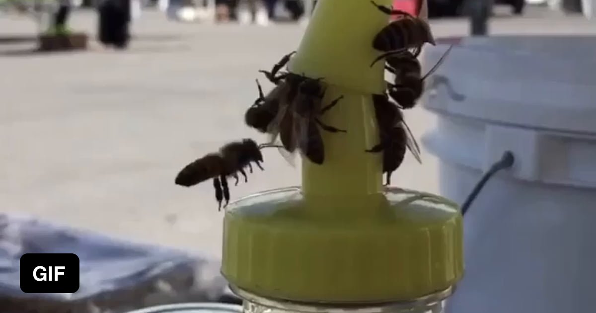 Bees being bros by working together to remove honey bottle cap. 9GAG