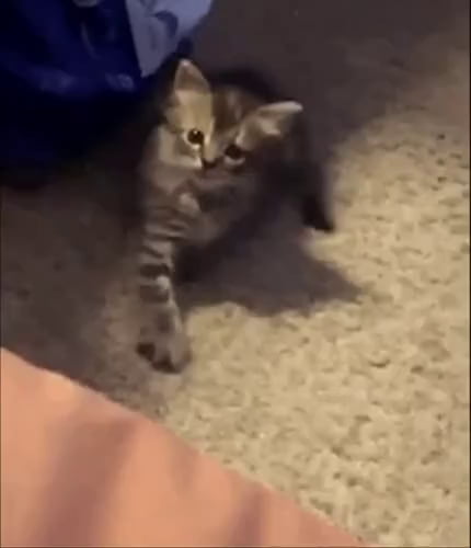 sideways kitty jump