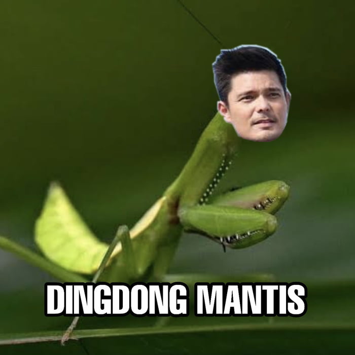 Dingdong Mantis - 9GAG