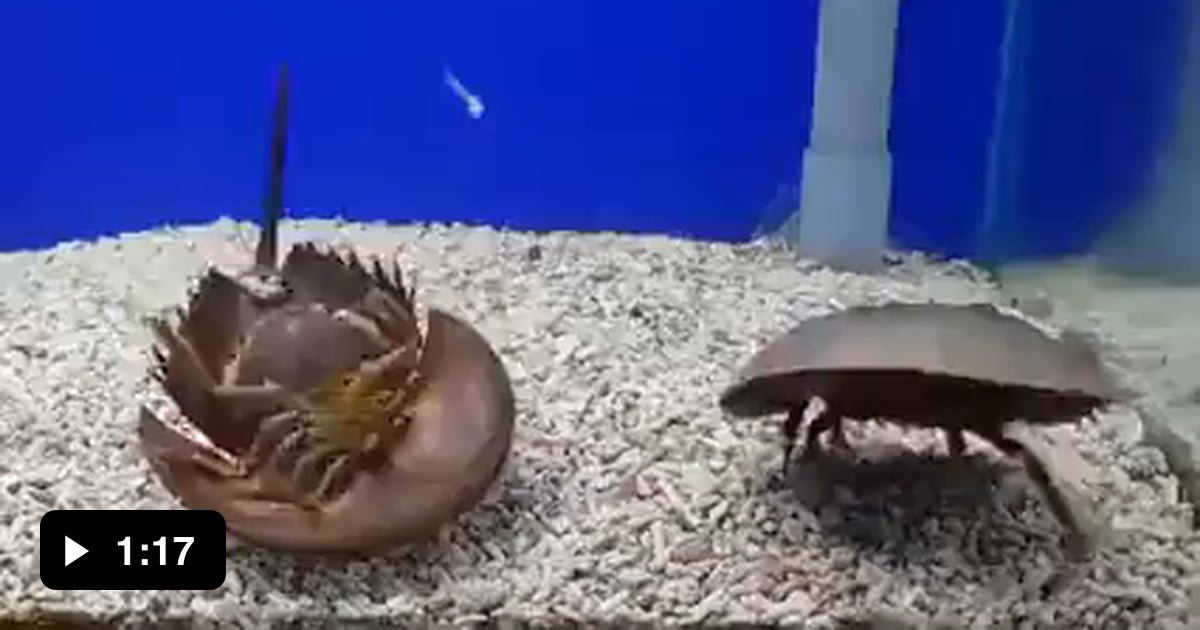 Horseshoe crab flips over another horseshoe crab 9GAG