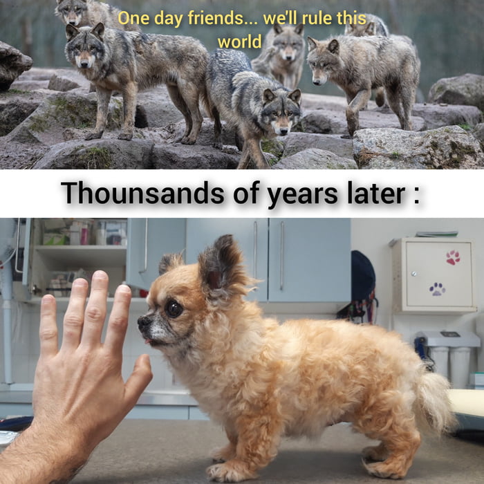 Is this even a dog ? - 9GAG