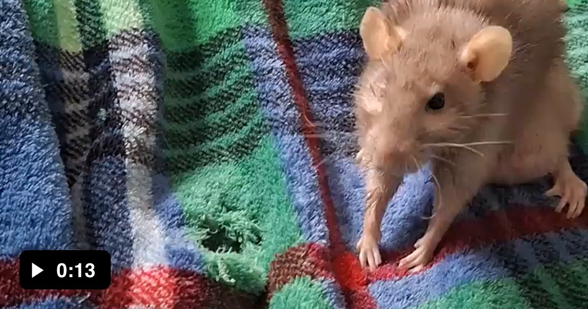 Elderly rat tippy taps for her breakfast - 9GAG