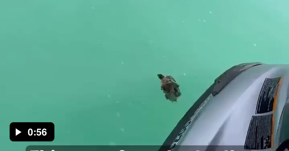 A little turtle getting a new lease on life 9GAG