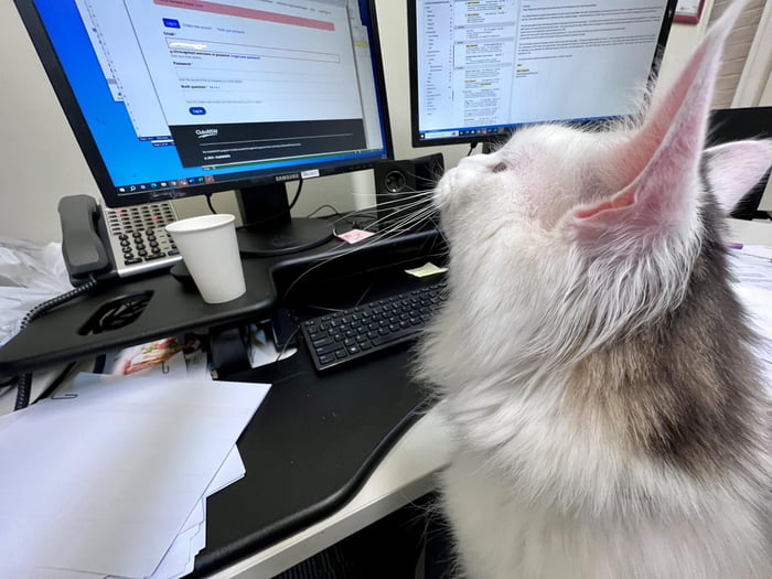 CEO (Cat Executive Officer) 9GAG