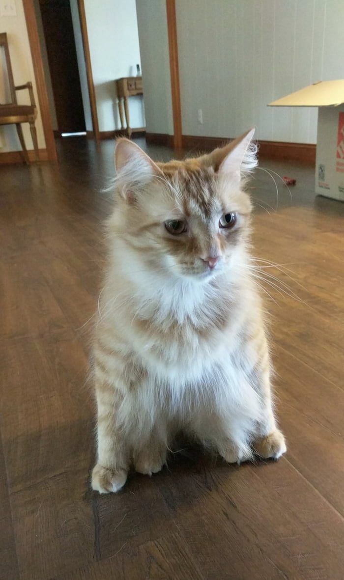 Paws too far apart 9GAG