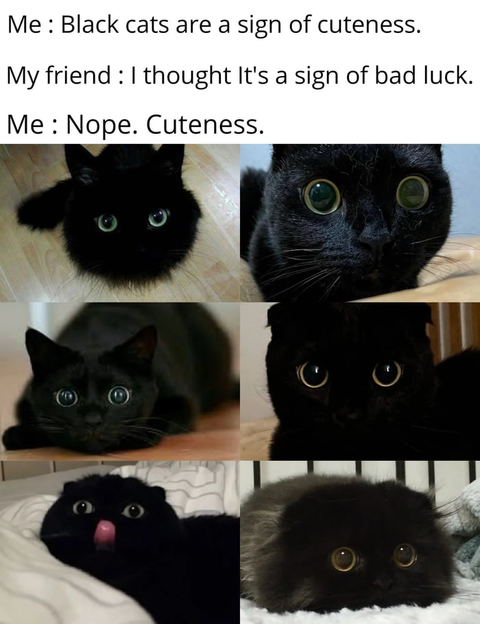 Black cats being cute af - 9GAG