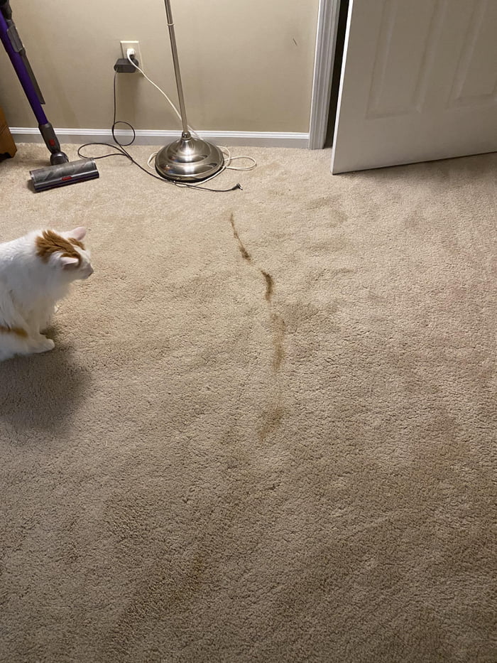 Nothing wakes you up like your cat scooting his shitty asshole across