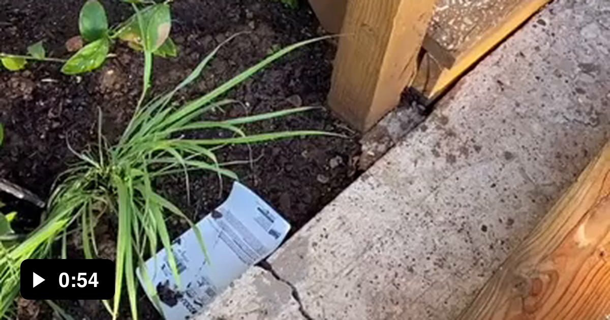 Professional snake catcher - 9GAG