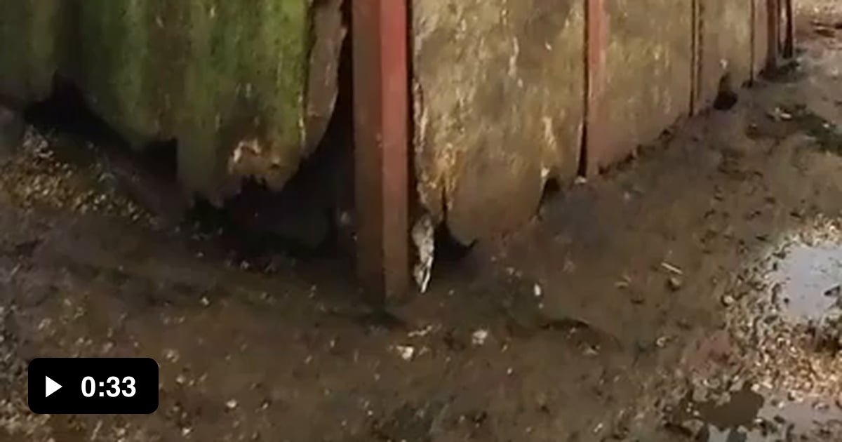 Dogs hunting rat infested pig house (tiktok @sanpackvids) - 9GAG