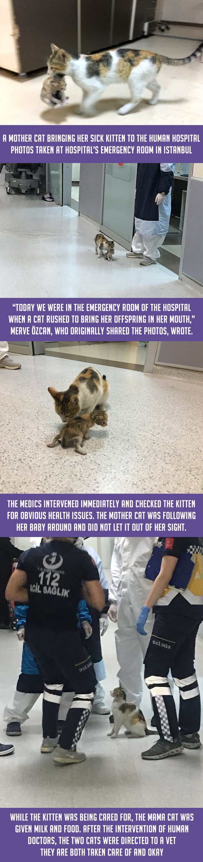 In Istanbul/Turkey, a stray cat mom took her baby to the ER. Mama Cat Brings Her Sick Kitten To