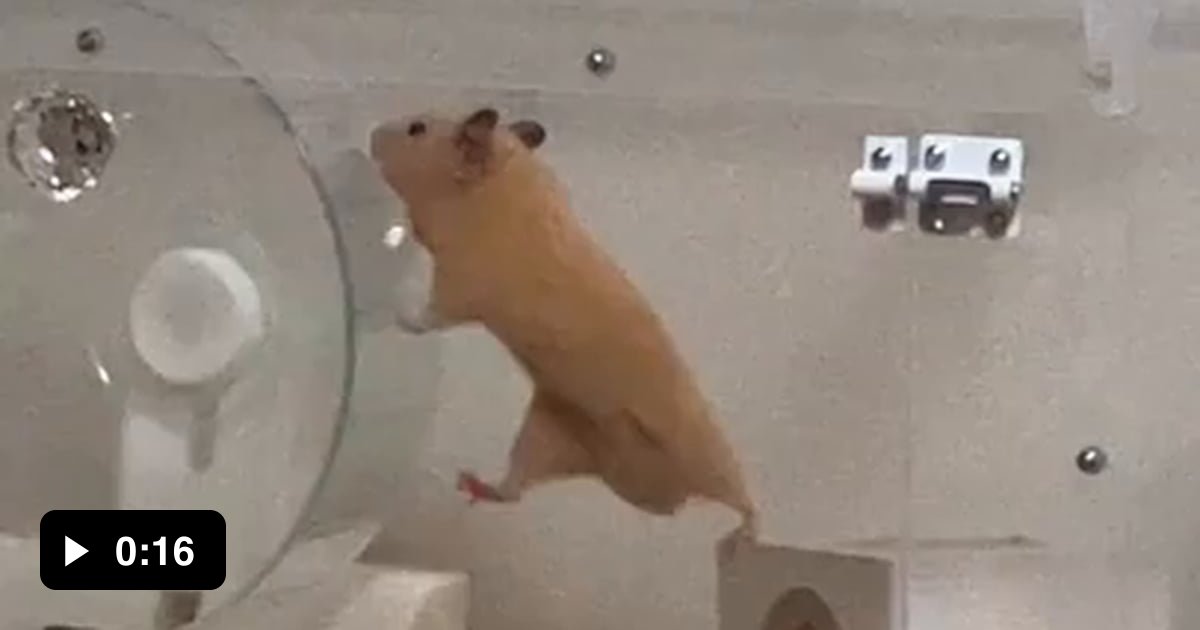 This hamster many need training on how to use the wheel 9GAG