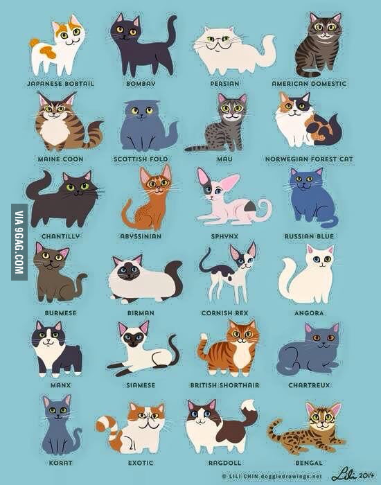 Cats races - 9GAG