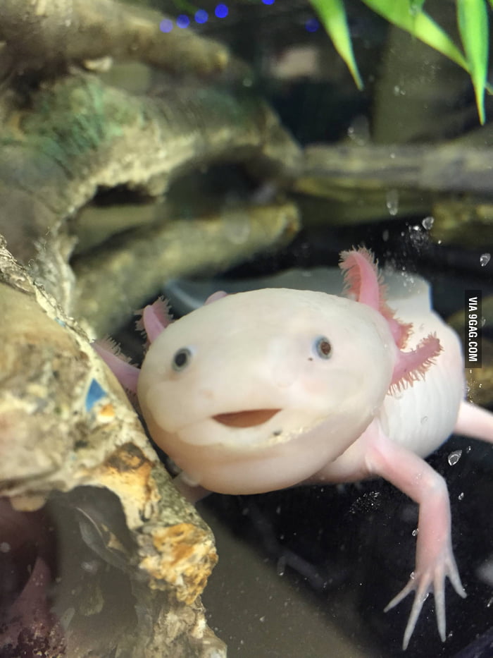 archie the axolotl 12 inch