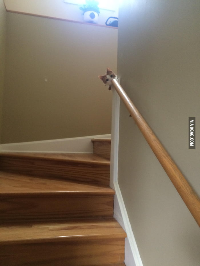 We are pet-sitting a St. Bernard and our cat is now on high alert - 9GAG