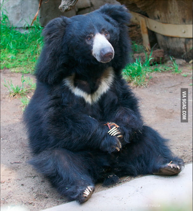 A sloth bear. - 9GAG
