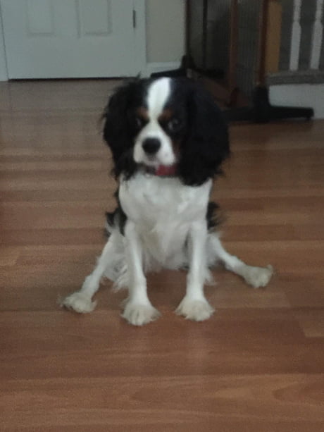 i think my dog is broken