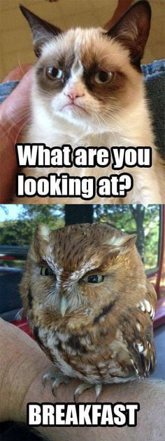Angry cat of judgment. - 9GAG