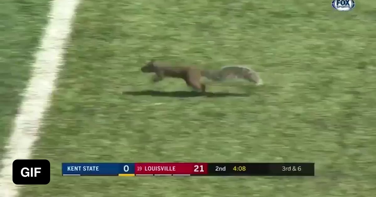 Squirrel scores a touchdown 9GAG