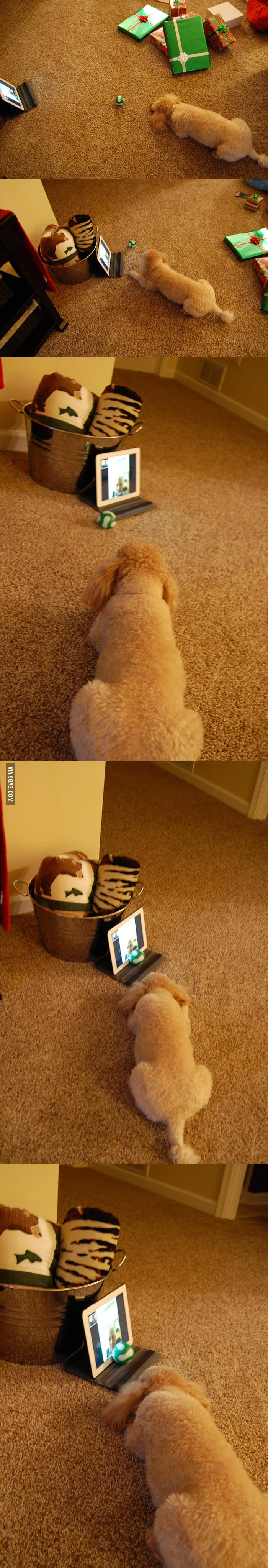 Dog Trying To Play With Dad Over FaceTime On Christmas 9GAG